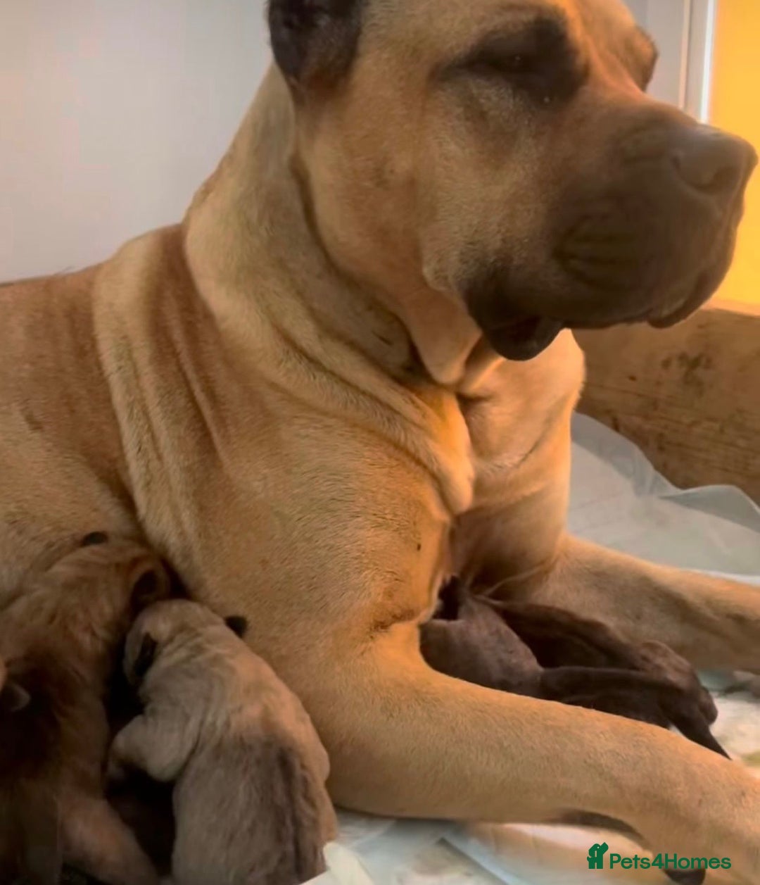 Presa Canario dogs for sale: 🏆UKC Pedigree Champion blood Presa Canario pups🏆 - Image 16