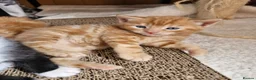 Mixed Breed cats for sale: Playful Cute ginger kittens ready for new homes - Advert 11
