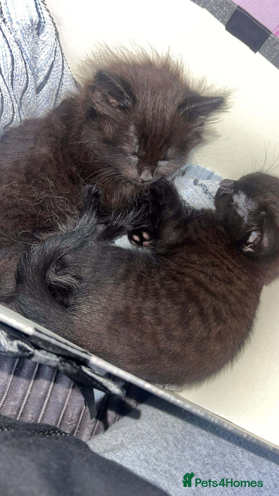 Mixed Breed cats for sale: Beautiful Kittens Looking for Loving Homes 🐾 - Advert 9