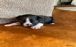 Boston Terrier dogs for sale: 🐾 Adorable Wildax Puppies! 🐾 - Image 15