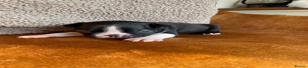 Boston Terrier Puppy 5