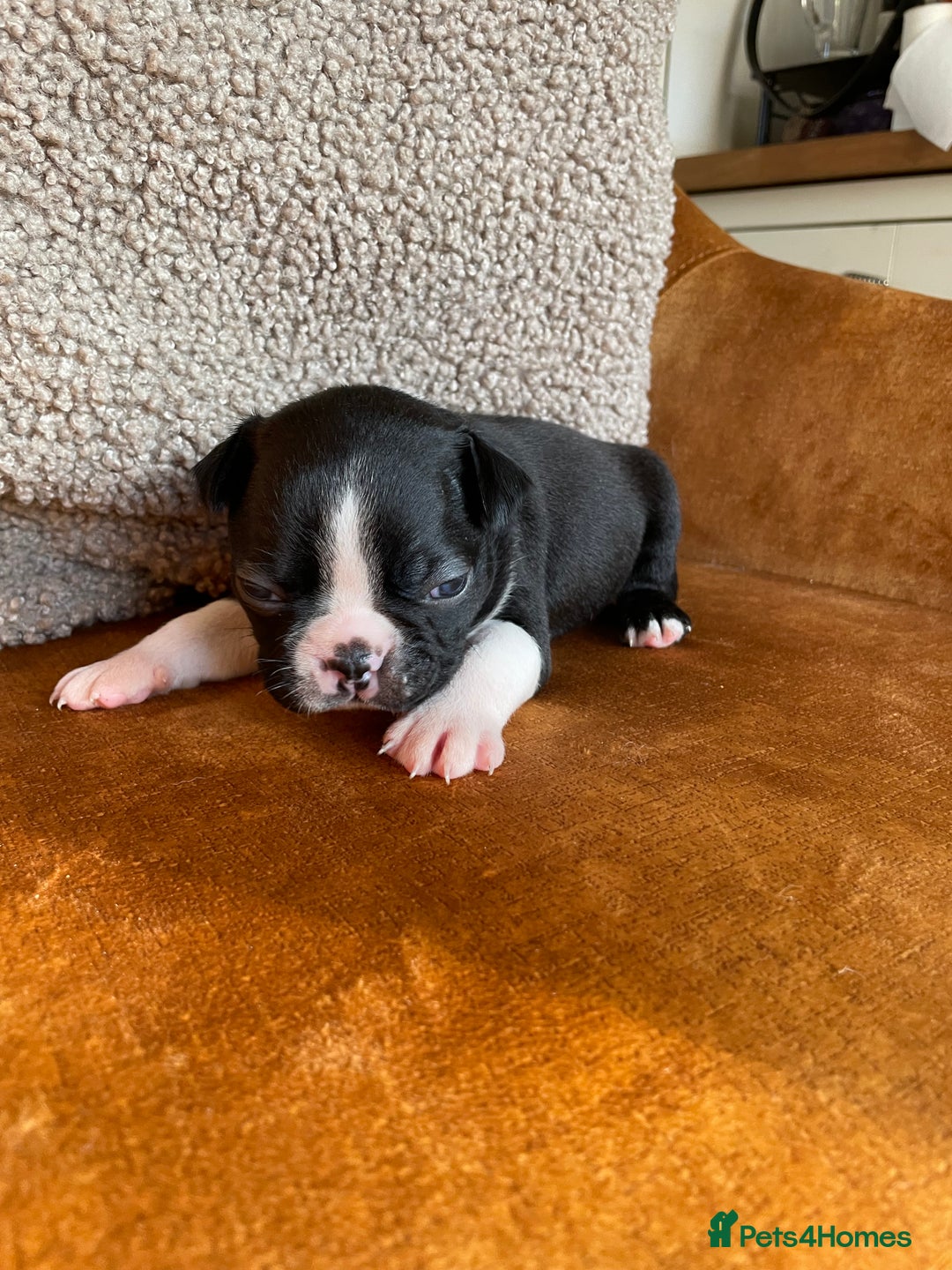 Boston Terrier dogs for sale: 🐾 Adorable Wildax Puppies! 🐾 - Image 15