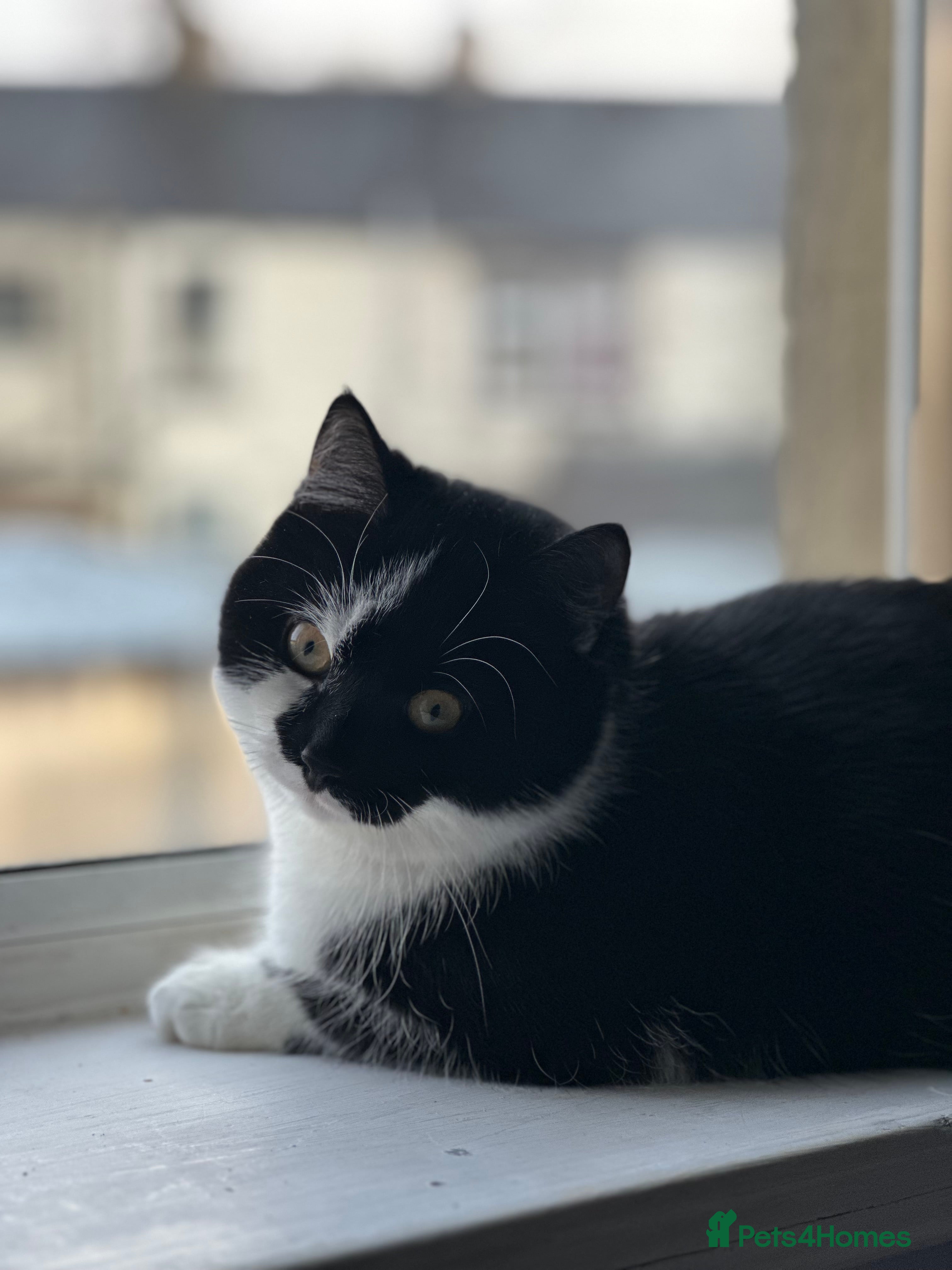 British Shorthair cats (REHOME ASAP) Fuji - Black/White Male Kitten - Advert 4