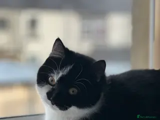 British Shorthair cats (REHOME ASAP) Fuji - Black/White Male Kitten - Advert 4