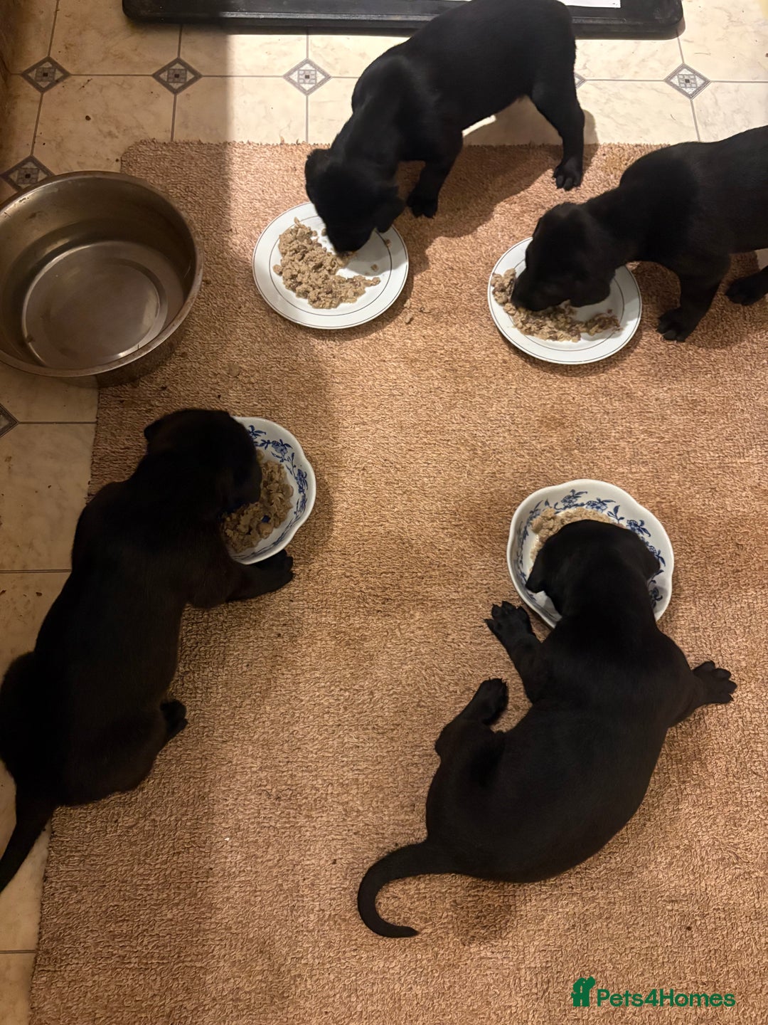 Mixed Breed dogs for sale: Whippet x Bedlington x mixed breed - Advert 2