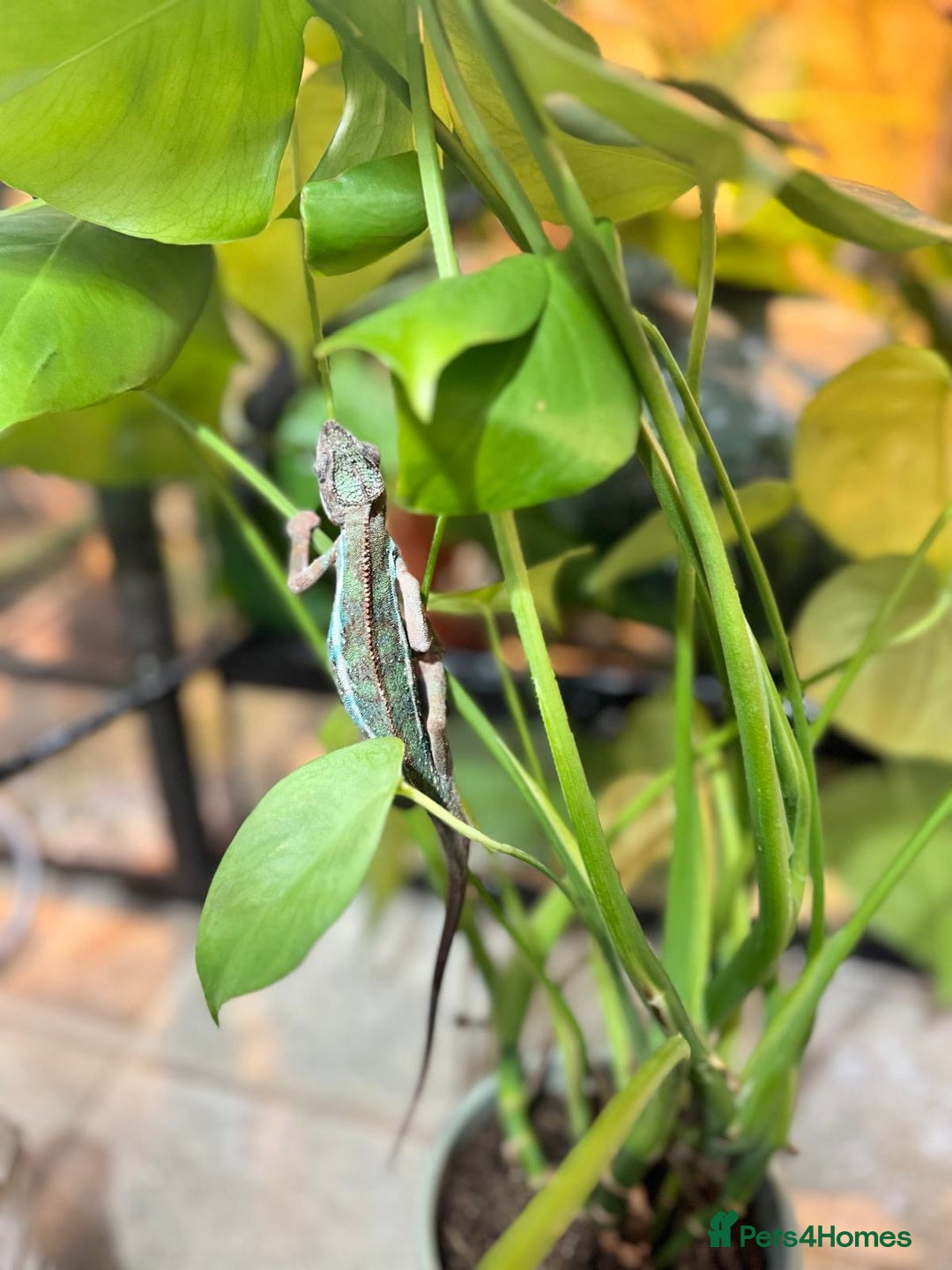 Chameleon reptiles for sale: Chameleons  - Advert 4