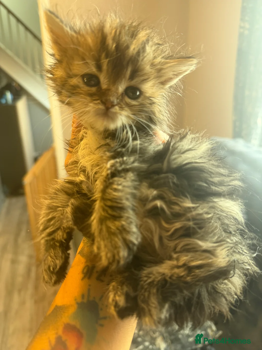 Persian cats for sale: I have 4 Persian cross Maine coon kittens - Advert 11