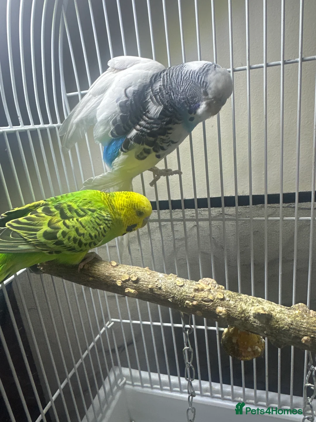 Budgerigars birds for sale: I am selling my parrots. - Advert 3