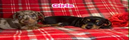Dachshund dogs for sale: Dachshund Puppies - Advert 3