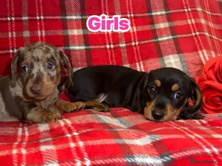 Dachshund dogs Miniature Dachshund Puppies - Advert 15