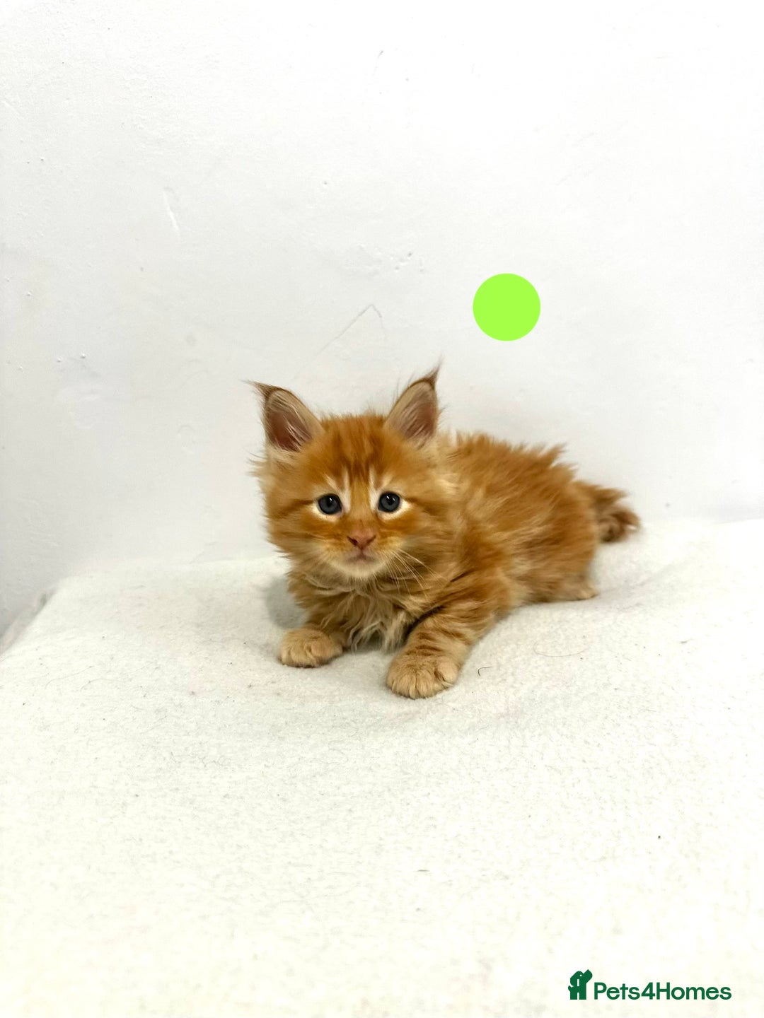 Maine Coon cats for sale: 🔥🧡5 BOYS READY TO STEAL YOUR HEART🧡🔥 - Advert 5