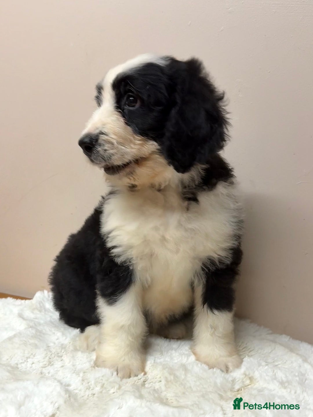 Bernedoodle dogs for sale: F1 Standard Bernerdoodles - Advert 12