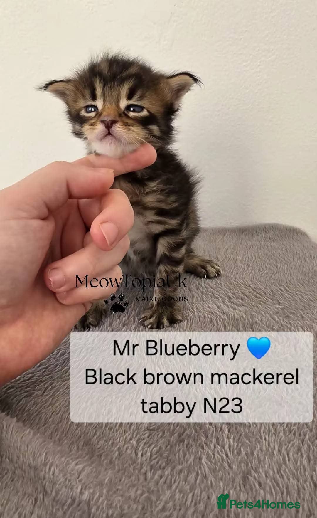 Maine Coon cats   Tica registered pedigree mainecoon kittens  - Advert 6