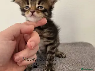 Maine Coon cats Tica registered pedigree mainecoon kittens - Advert 6