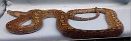 Python Snake reptiles for sale: Malayan Python Motley Male - Advert 3