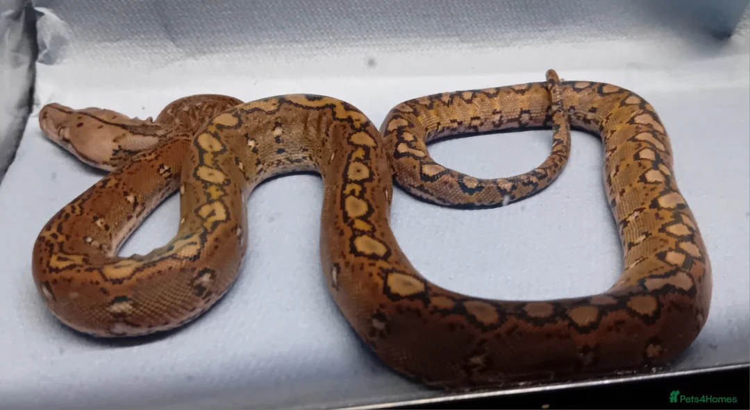 Python Snake reptiles for sale: Malayan Python Motley Male - Advert 3