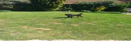 Schnoodle dogs for sale: Mother & adult Son reluctant sale  - Advert 4