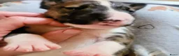 English Bull Terrier dogs for sale: BEAUTIFUL English BULL TERRIER PUPS  - Advert 4