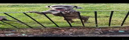 Cane Corso dogs for sale: ATHENA - Advert 23