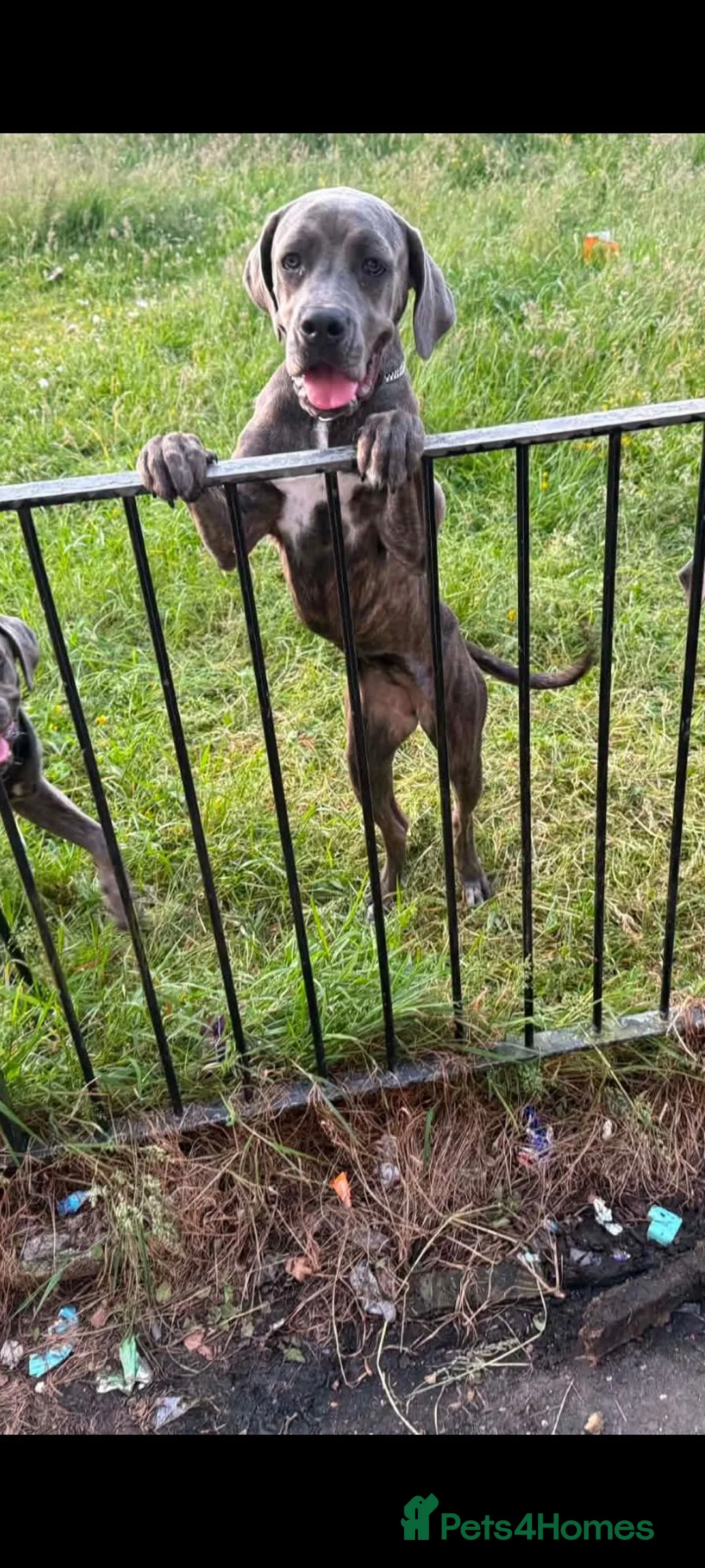 Cane Corso dogs for sale: ATHENA - Advert 23