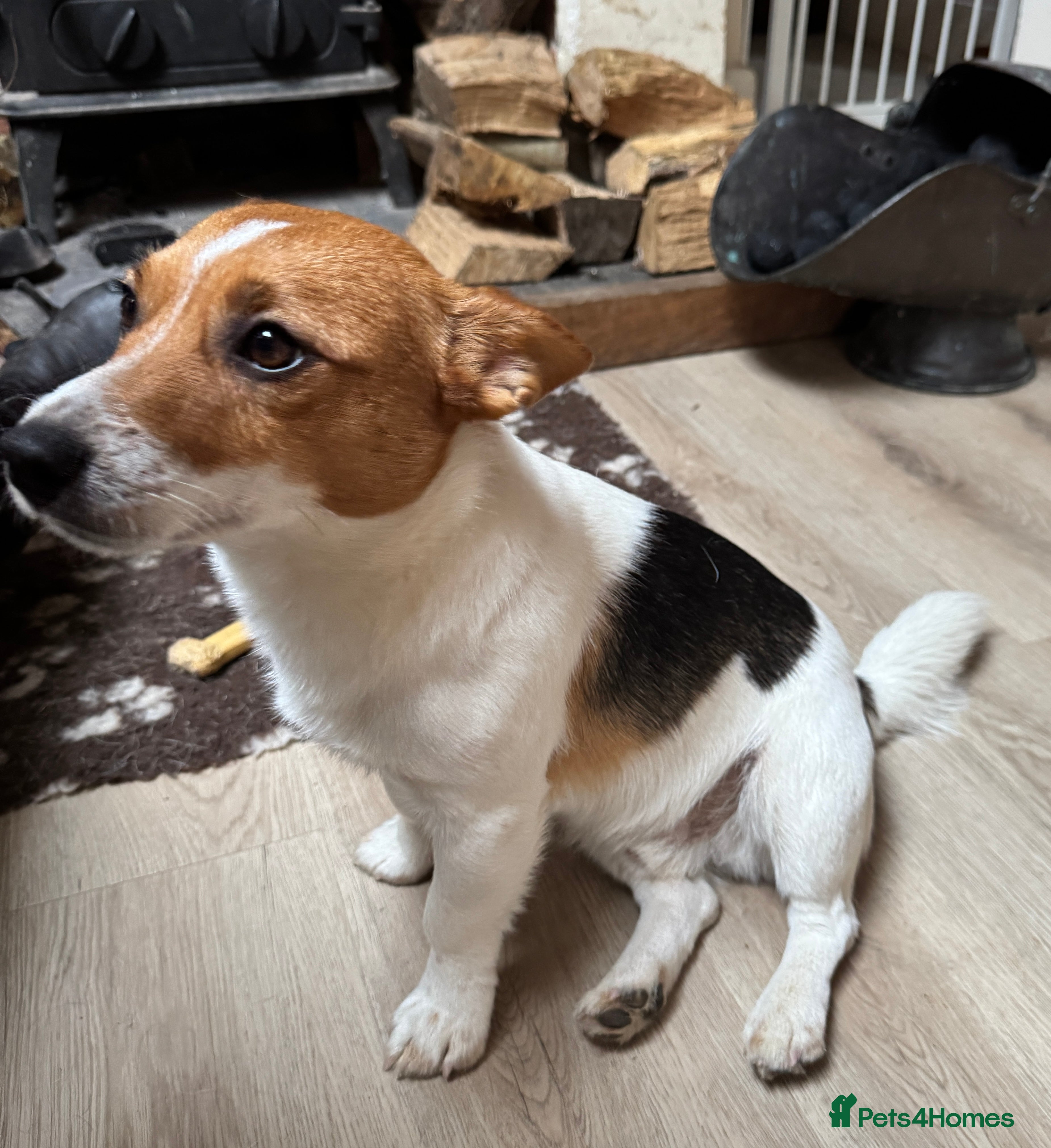 Jack Russell dogs Derek the Jack Russell looking for the ladies!  - Advert 5