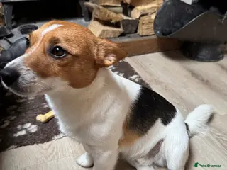 Jack Russell dogs Derek the Jack Russell looking for the ladies! - Advert 3