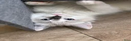 Ragdoll cats for sale: GCCF REGISTERED DNA TESTED PARENTS - Advert 28