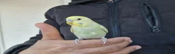 Budgerigars birds for sale: Super silly hand tamed baby budgies  - Advert 2