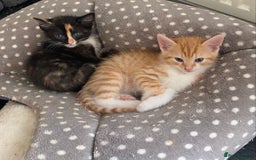 British Shorthair cats for sale: 4 beautiful kittens - Image 4