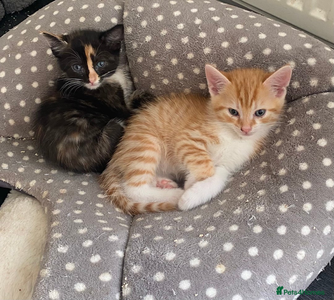 British Shorthair cats for sale: 4 beautiful kittens - Image 4