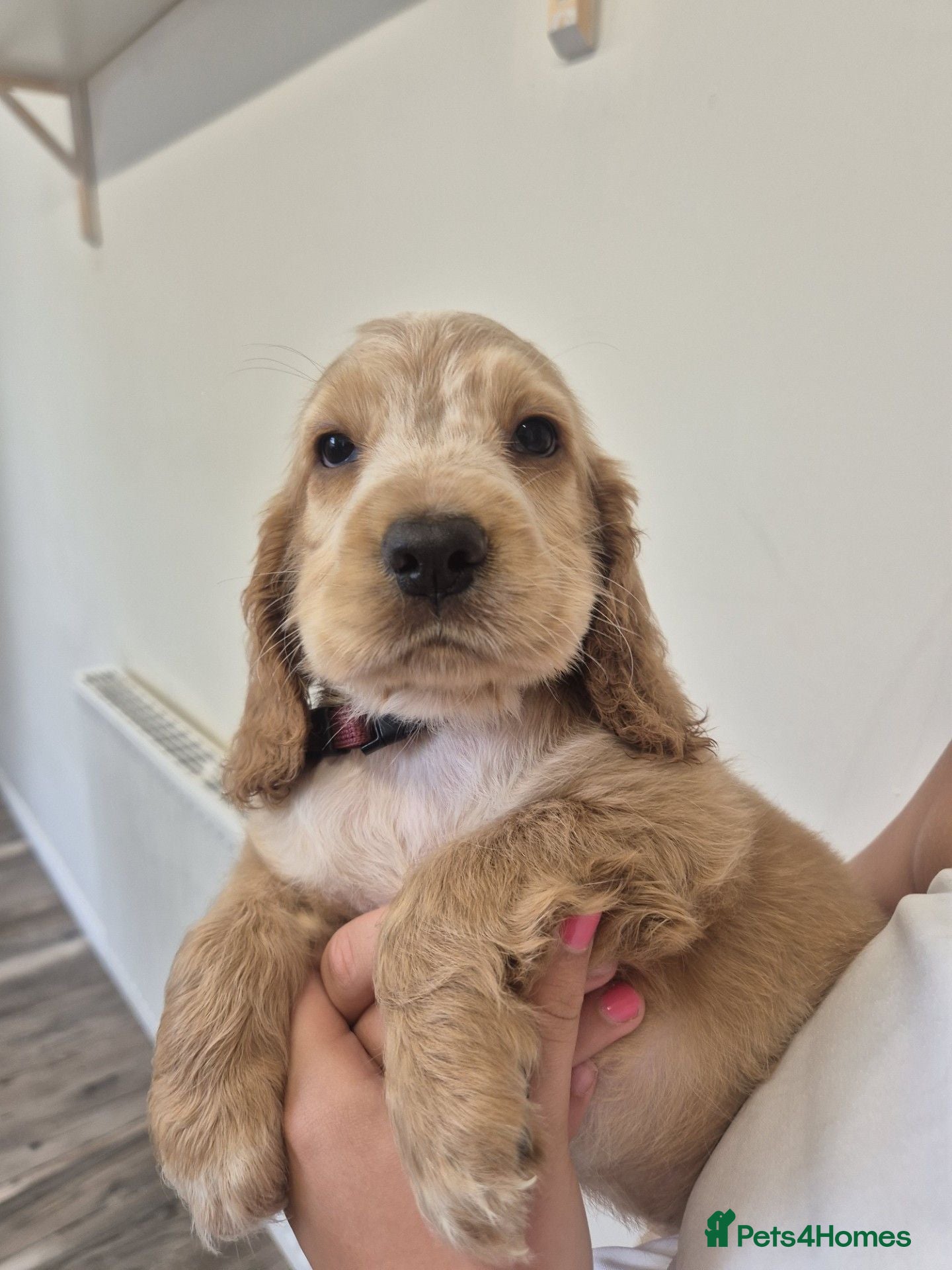 Cocker Spaniel dogs Ready Today! Show Type Cocker Spaniels  - Advert 1