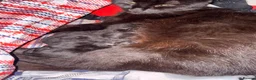 Domestic Shorthair cats for sale: 3 kittens for sale  - Advert 3