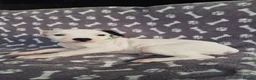 Staffordshire Bull Terrier dogs for sale: Staffordshire Bull Terrier puppy's for sale  - Advert 12