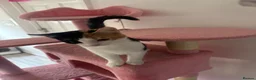 Mixed Breed cats for sale: 2 Kittens  in Sale - Advert 5