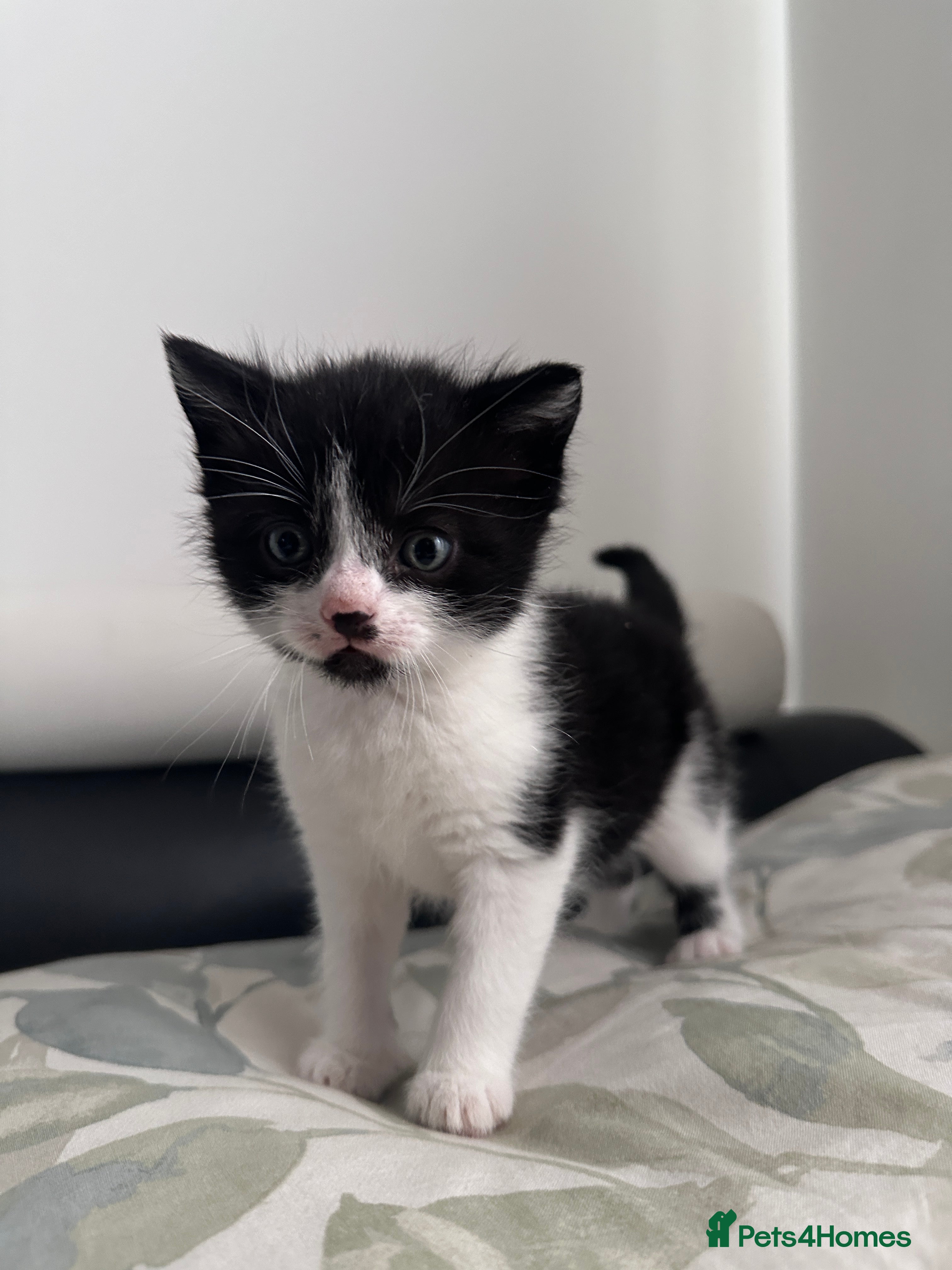 Domestic Shorthair cats Beautiful Domestic Cats-Mum,Dad&3 Adorable Kittens - Advert 12