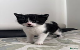 Domestic Shorthair cats for sale: Beautiful Domestic Cats-Mum,Dad&3 Adorable Kittens - Image 1