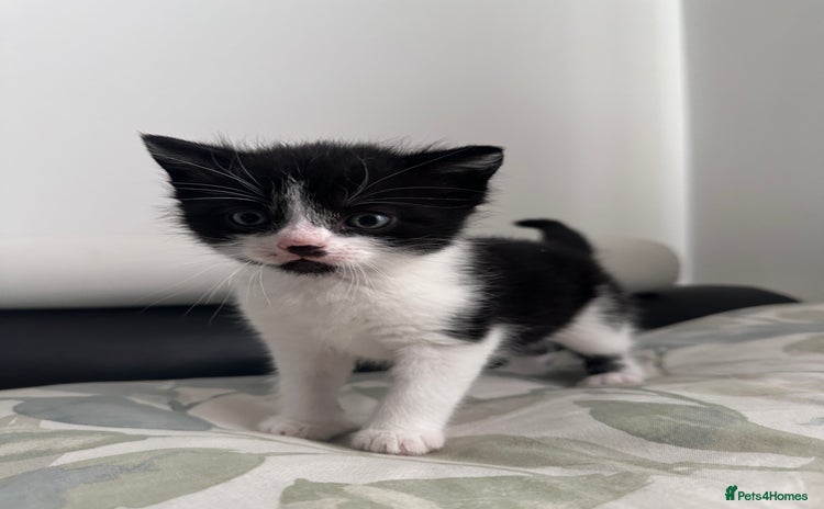 Domestic Shorthair cats - Advert 3