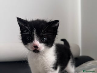 Domestic Shorthair cats - Advert 1