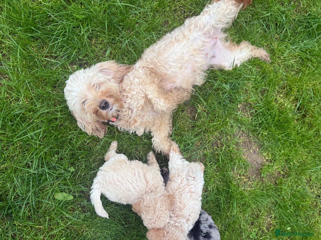 Cockapoo dogs for sale: Outstanding Toy Cockapoo pups  - Image 4