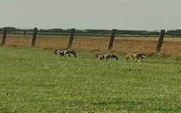 Staffordshire Bull Terrier dogs for sale: Blue/ Fawn Staffordshire Bull Terrier puppies  - Advert 12