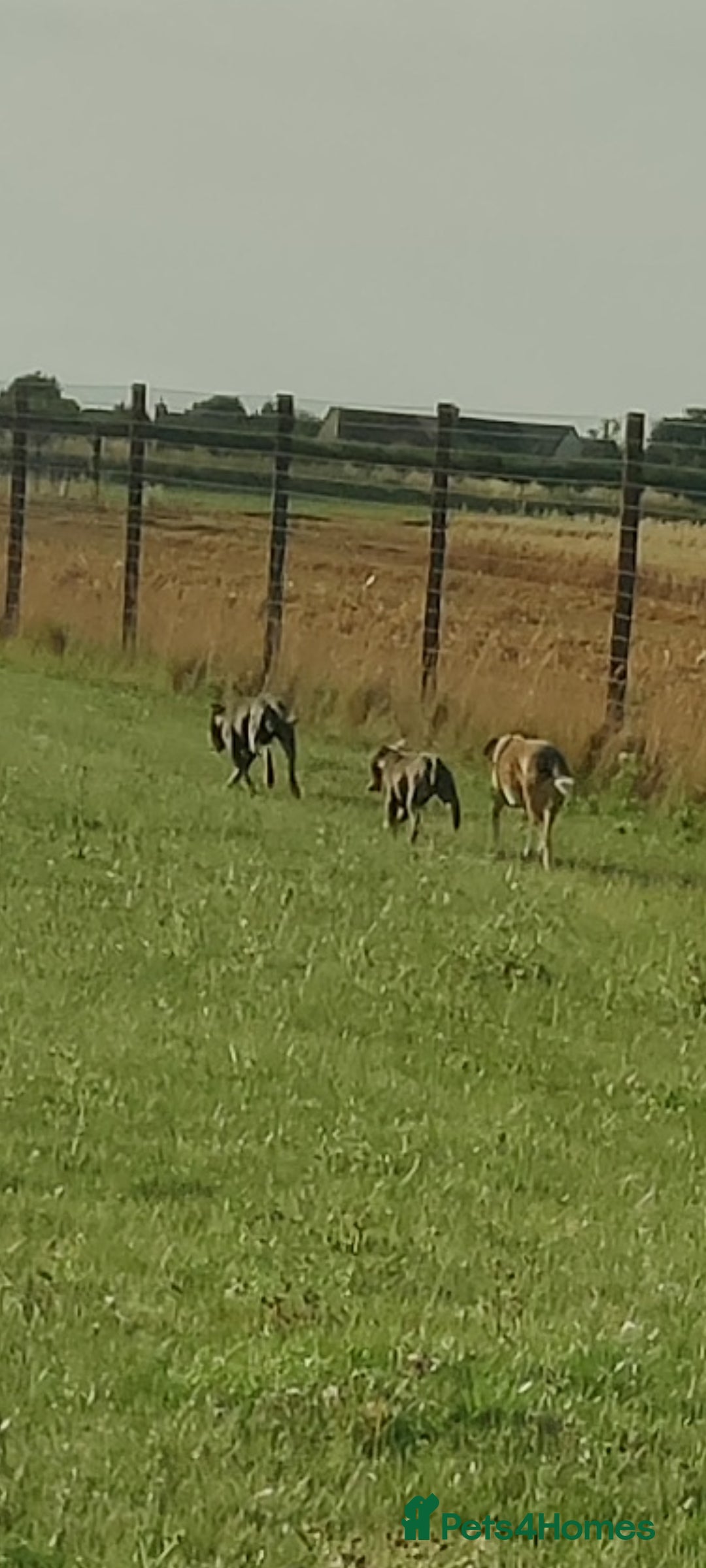 Staffordshire Bull Terrier dogs for sale: Blue/ Fawn Staffordshire Bull Terrier puppies  - Advert 12