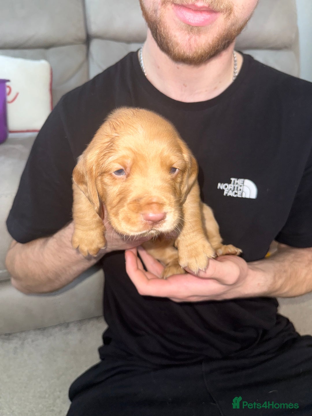 Cockerdor dogs for sale: FOX RED COCKERDOR PUPS  - Advert 9