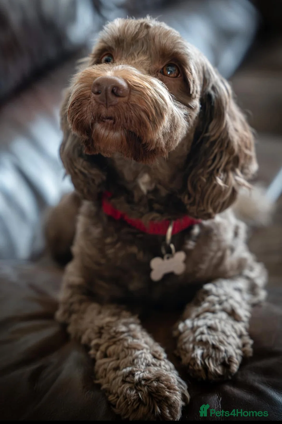 Cockapoo dogs for sale: Cockapoo male puppies  - Advert 2