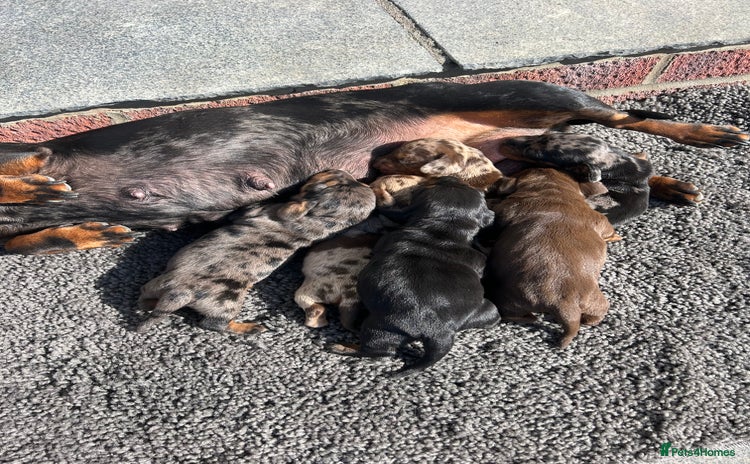 Dachshund dogs Dachshund puppies for sale - Advert 11