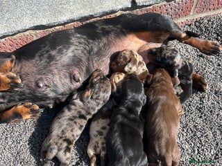 Dachshund dogs Dachshund puppies for sale - Advert 8