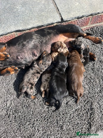 Dachshund dogs Dachshund puppies for sale - Advert 11