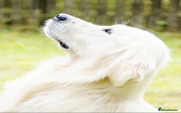 Golden Retriever dogs for sale: Newmiller Retrievers Upcoming Litter Announcement  - Advert 9