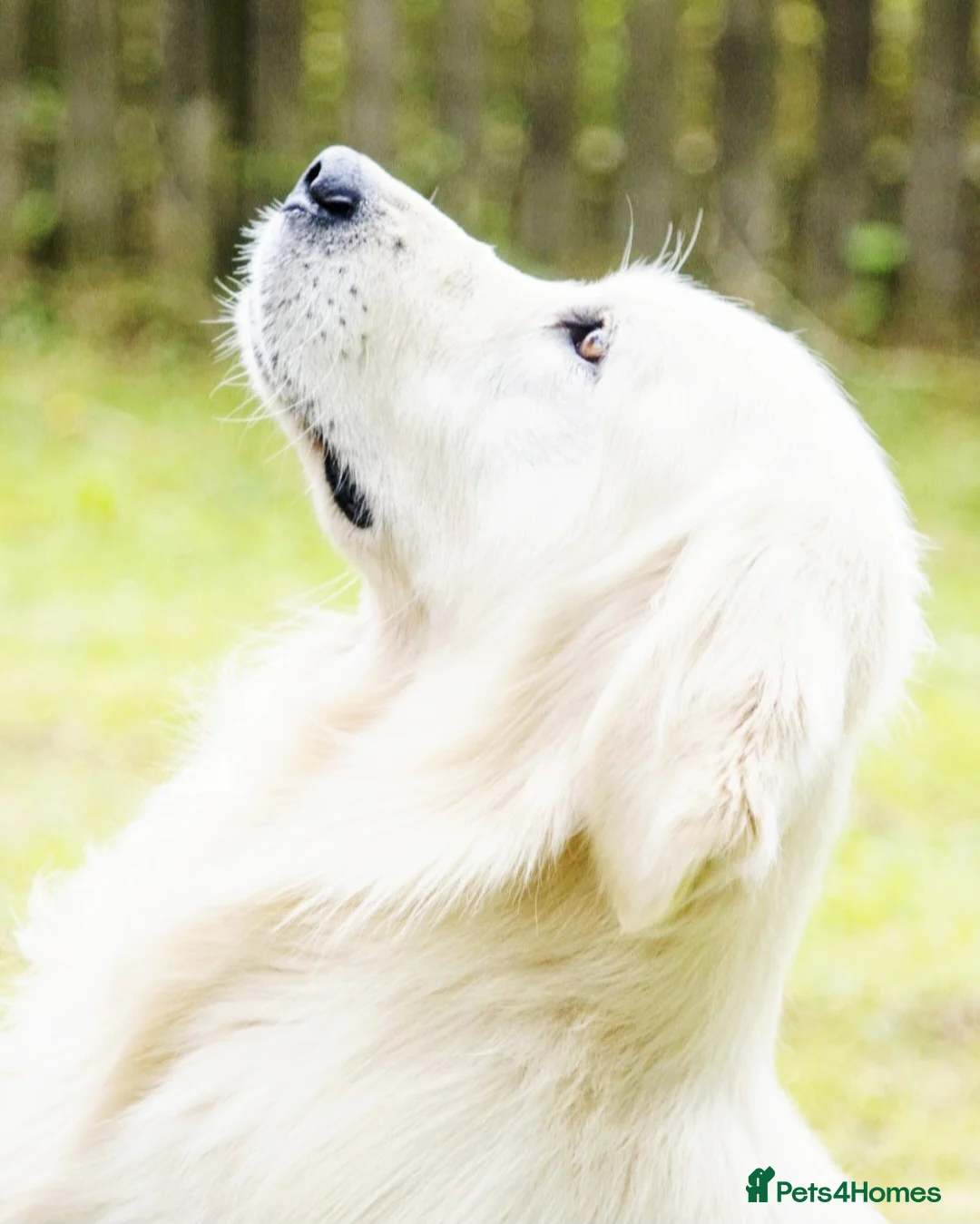 Golden Retriever dogs for sale: Newmiller Retrievers - One Girl Avaliable  - Advert 18