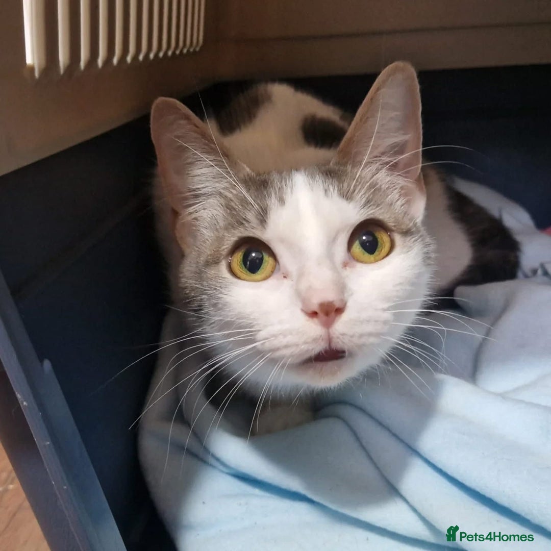 Domestic Shorthair cats for adoption: Peaches, 2-3 years approx, female  - Image 1