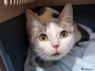 Domestic Shorthair cats - Advert 8